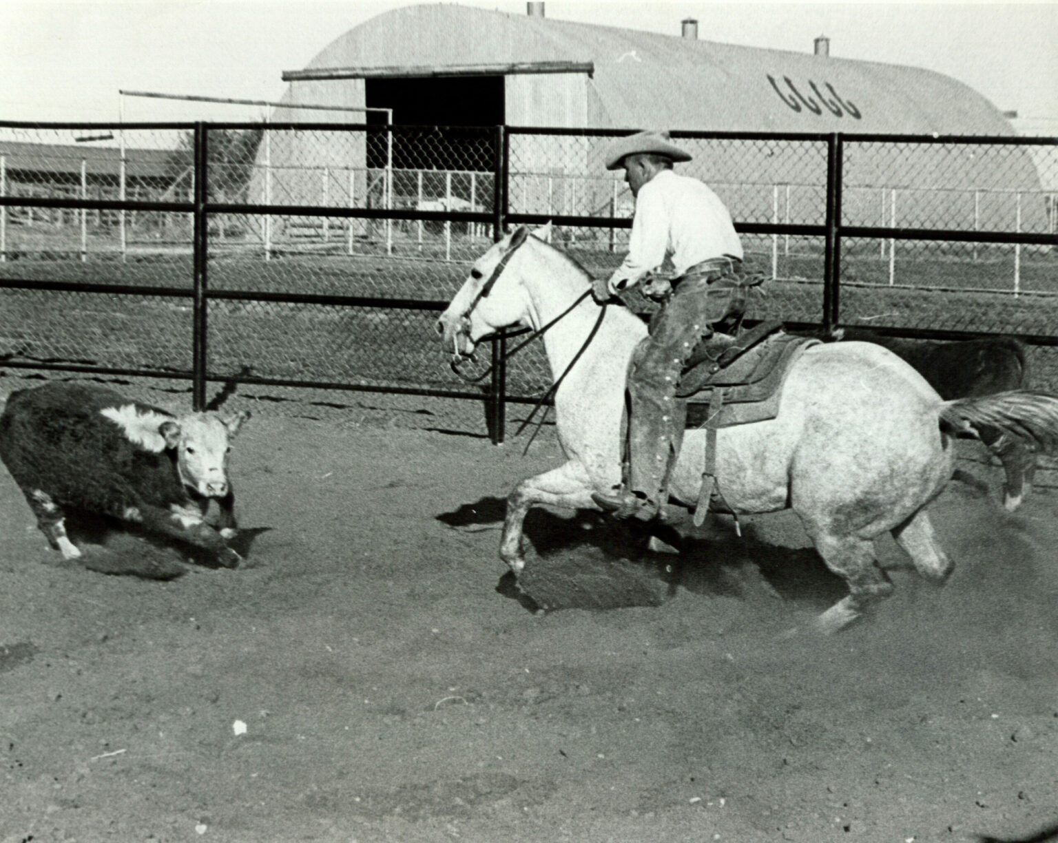 Four Sixes Quarter Horses - 6666 Ranch