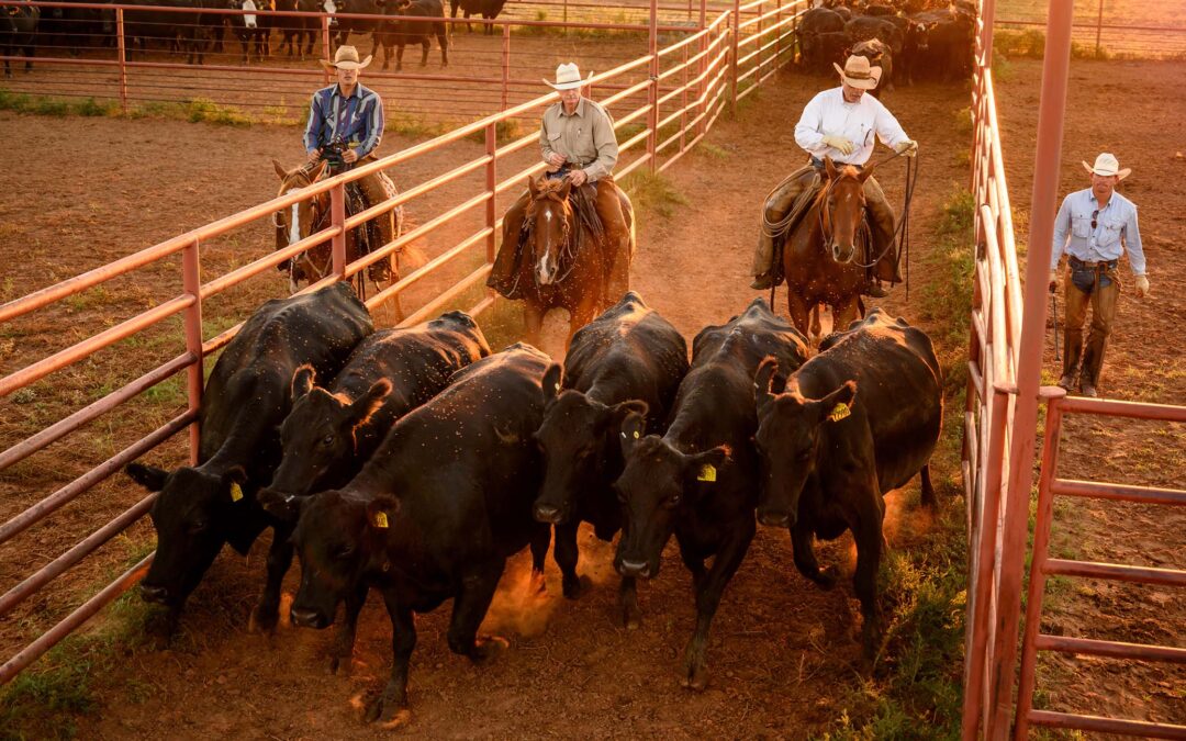 Producer Traceability Council Reaches Consensus on Key Elements to Increase Cattle Traceability in the U.S.