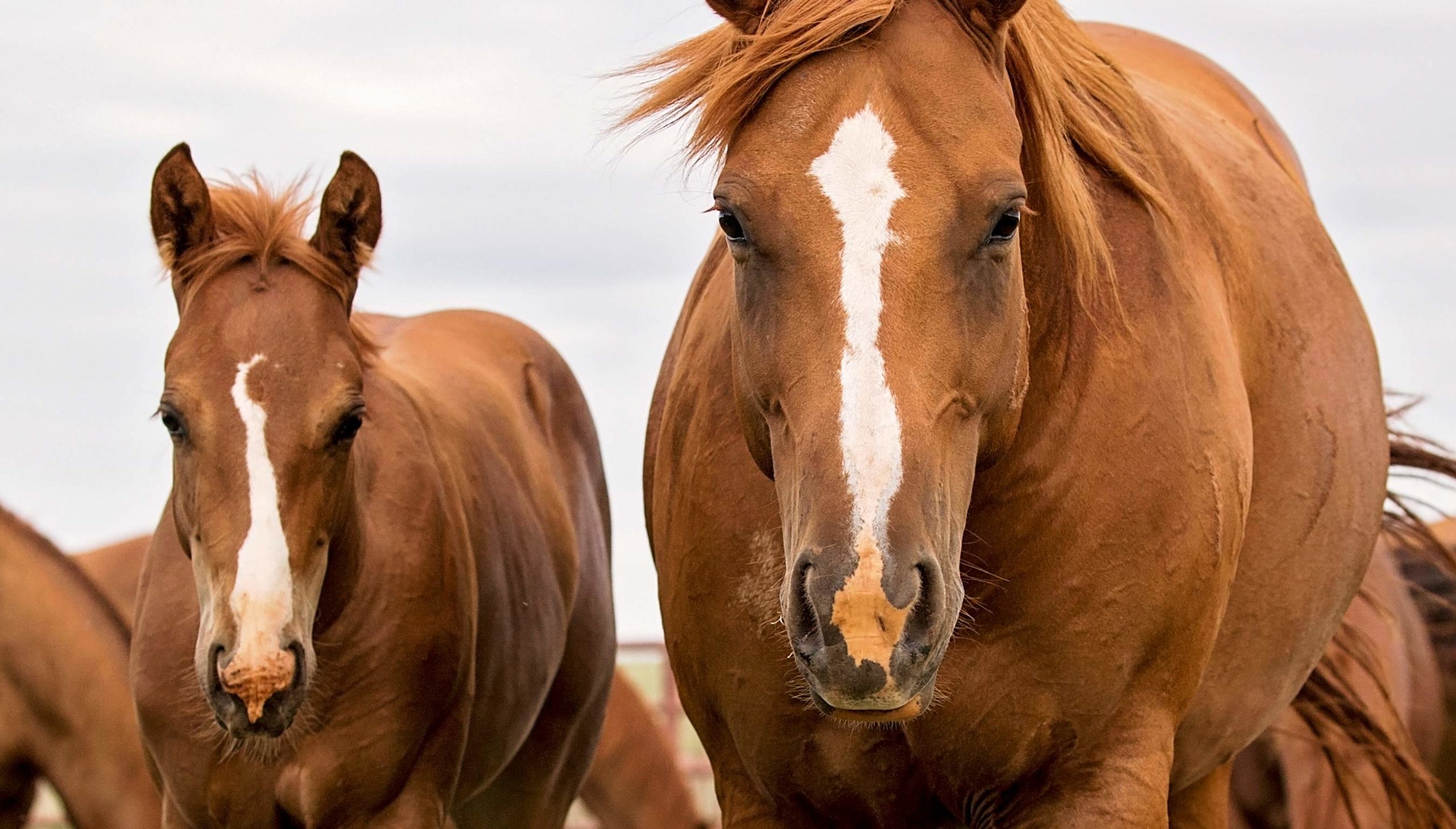 Four Sixes Ranch Quarter Horse mare and foal showcasing proven bloodlines, strong conformation, and the ranch's commitment to raising elite performance horses for ranch work, competition, and breeding programs.