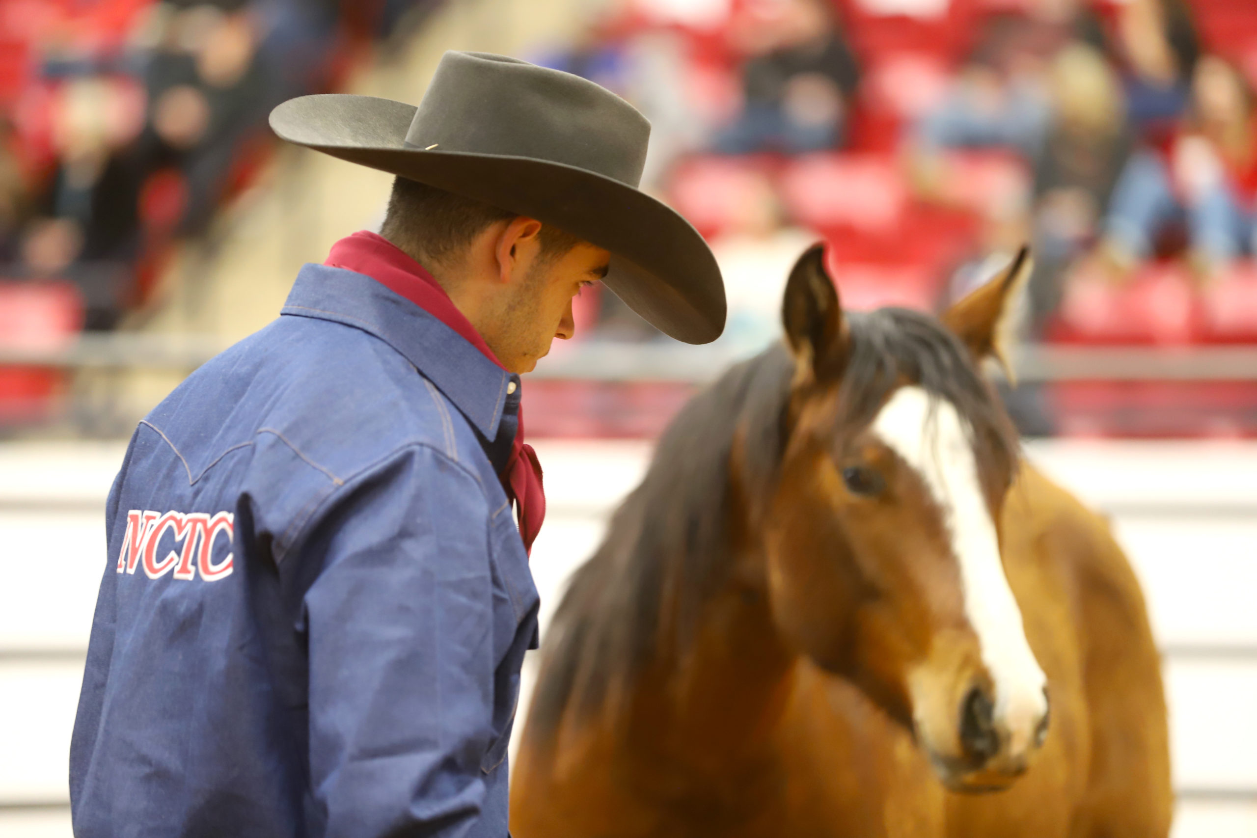 Cowboy handler and Quarter Horse in a show arena during a western horse competition, highlighting horsemanship, training, and ranch horse performance.