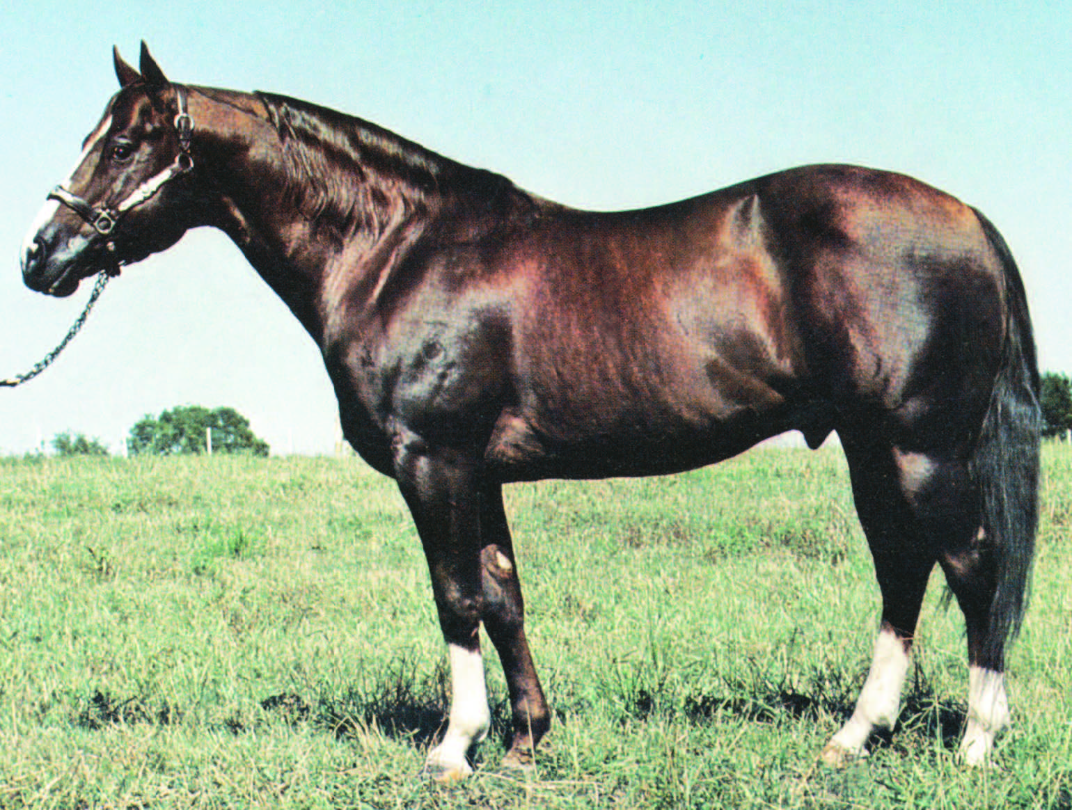 Top 10 Ranch Horse Bloodlines - 6666 Ranch