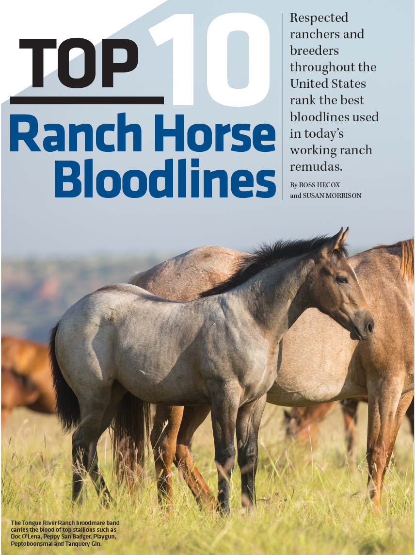 king ranch bred horses