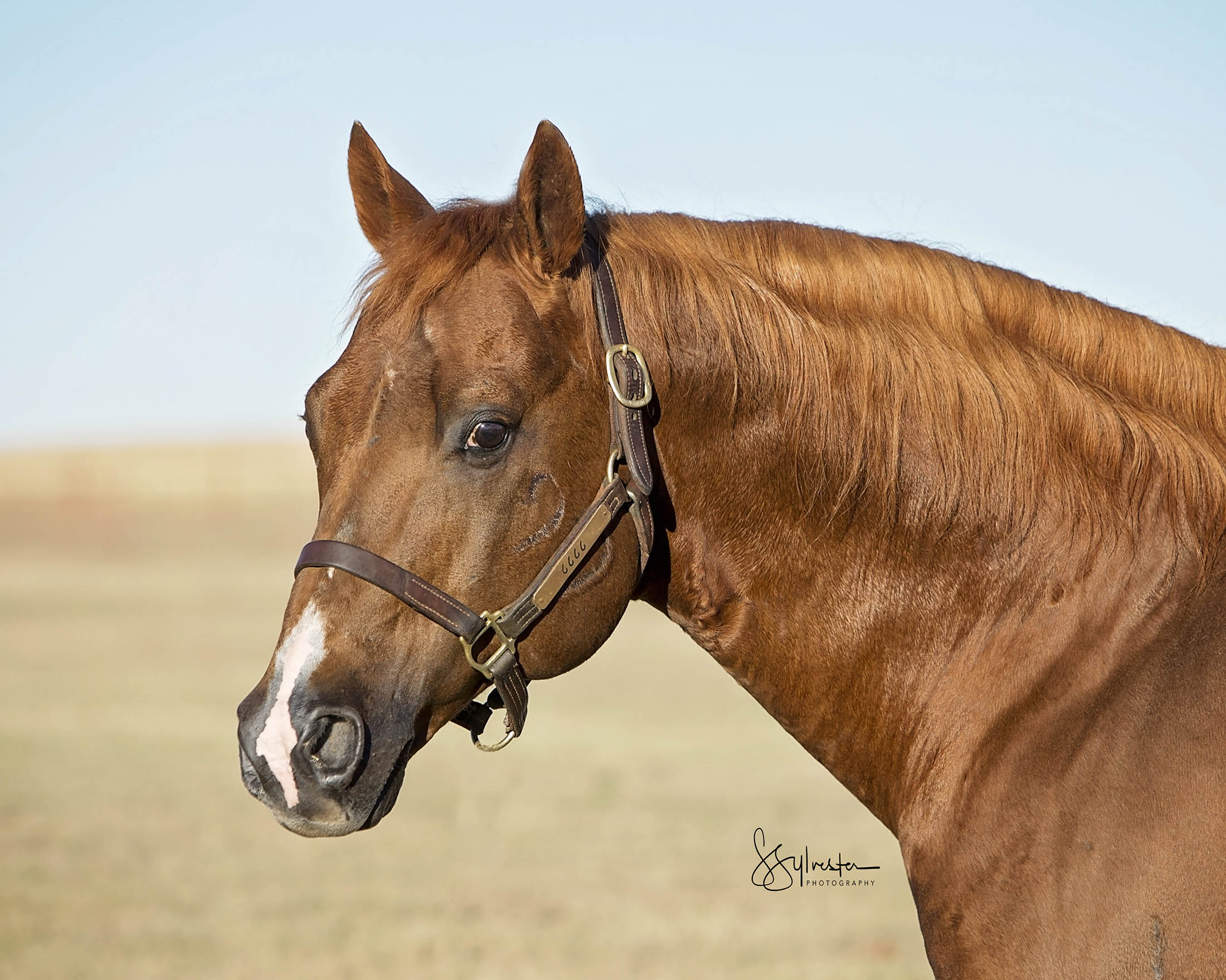 Versatility Ranch Horse