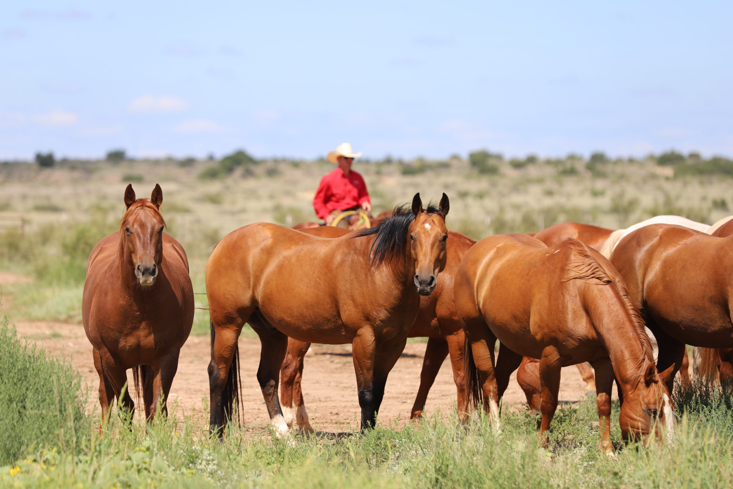 home-staging_01 A herd of Quarter Horses stands in a pasture while a cowboy on horseback watches from the background.