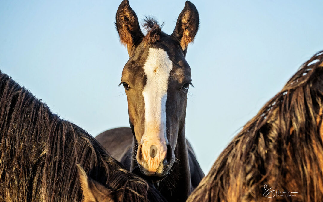Breeding Basics