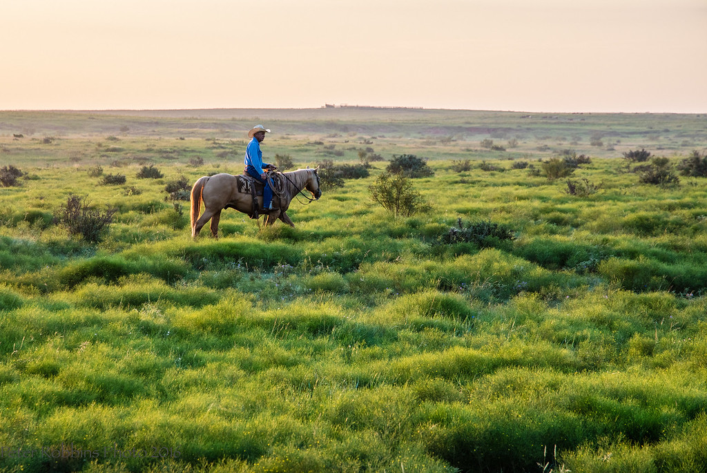 A cowboy rides a horse across a lush green pasture at sunrise, surrounded by rolling grassland and open ranch country.