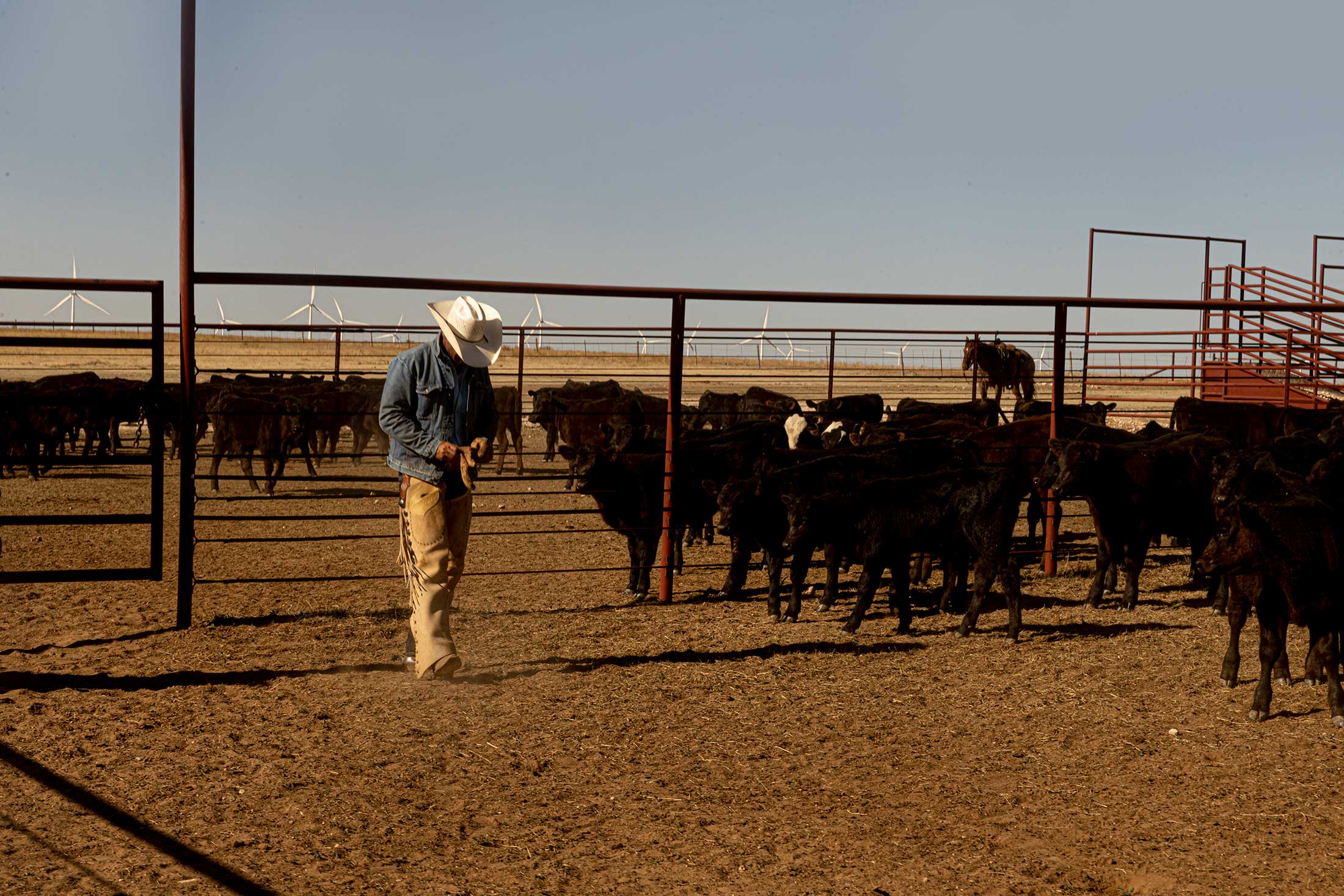 Cowboy walking through a cattle pen surrounded by black calves on a ranch. Red pipe fencing encloses the livestock, while wind turbines are visible across the open landscape in the background.