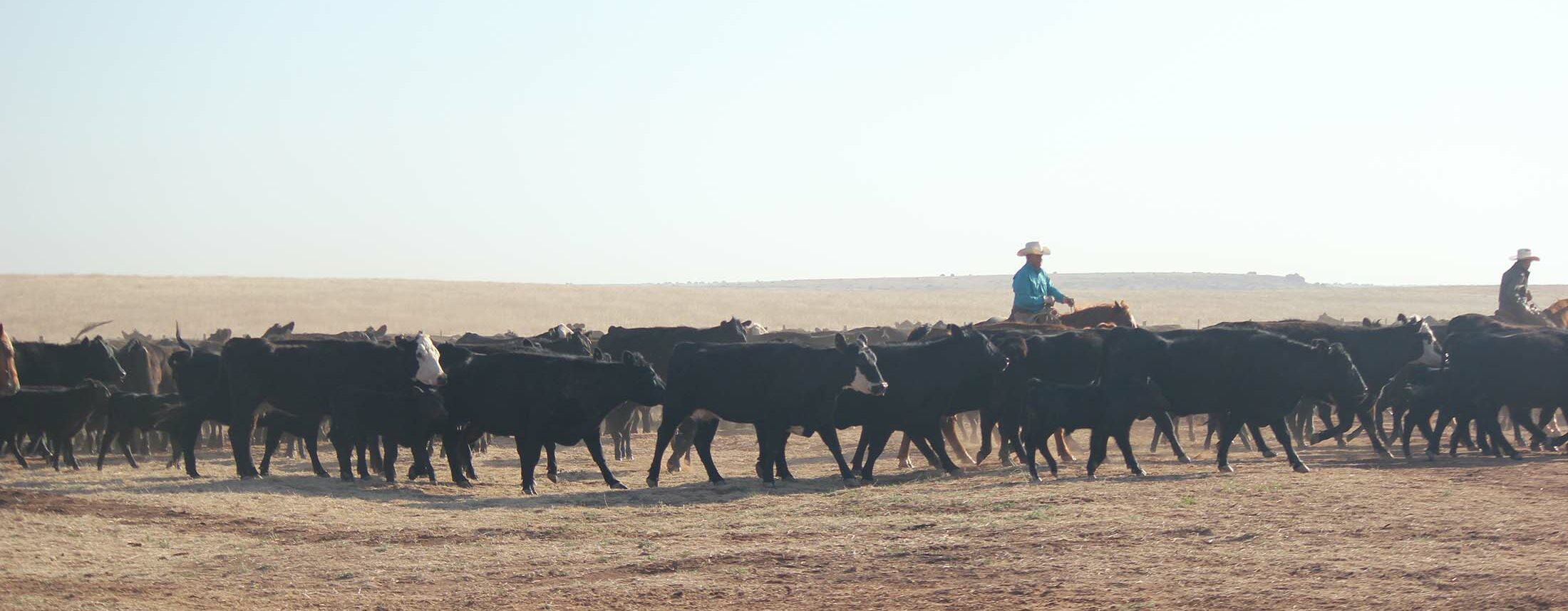 Cowboys working a herd of cattle horseback on the ranch.