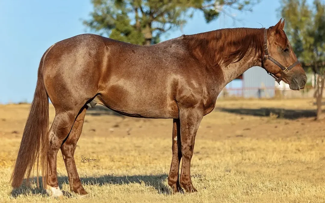Dually Von Rey