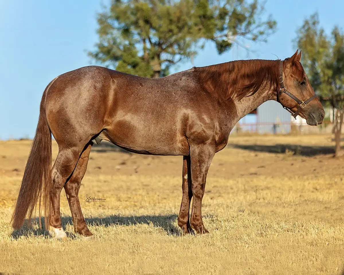 Dually Von Rey
