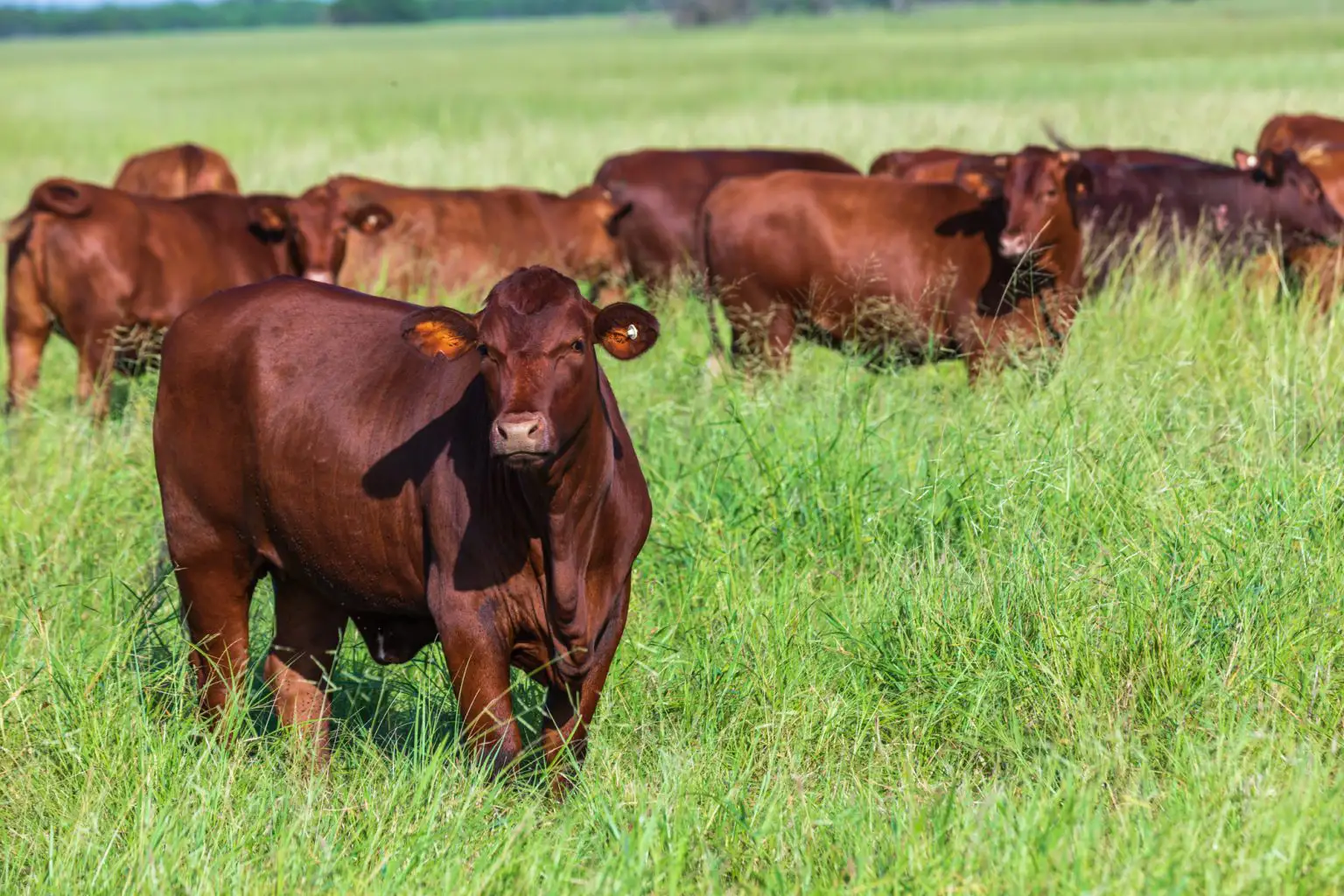 Red cattle stand and graze in tall green grass on an open ranch pasture.