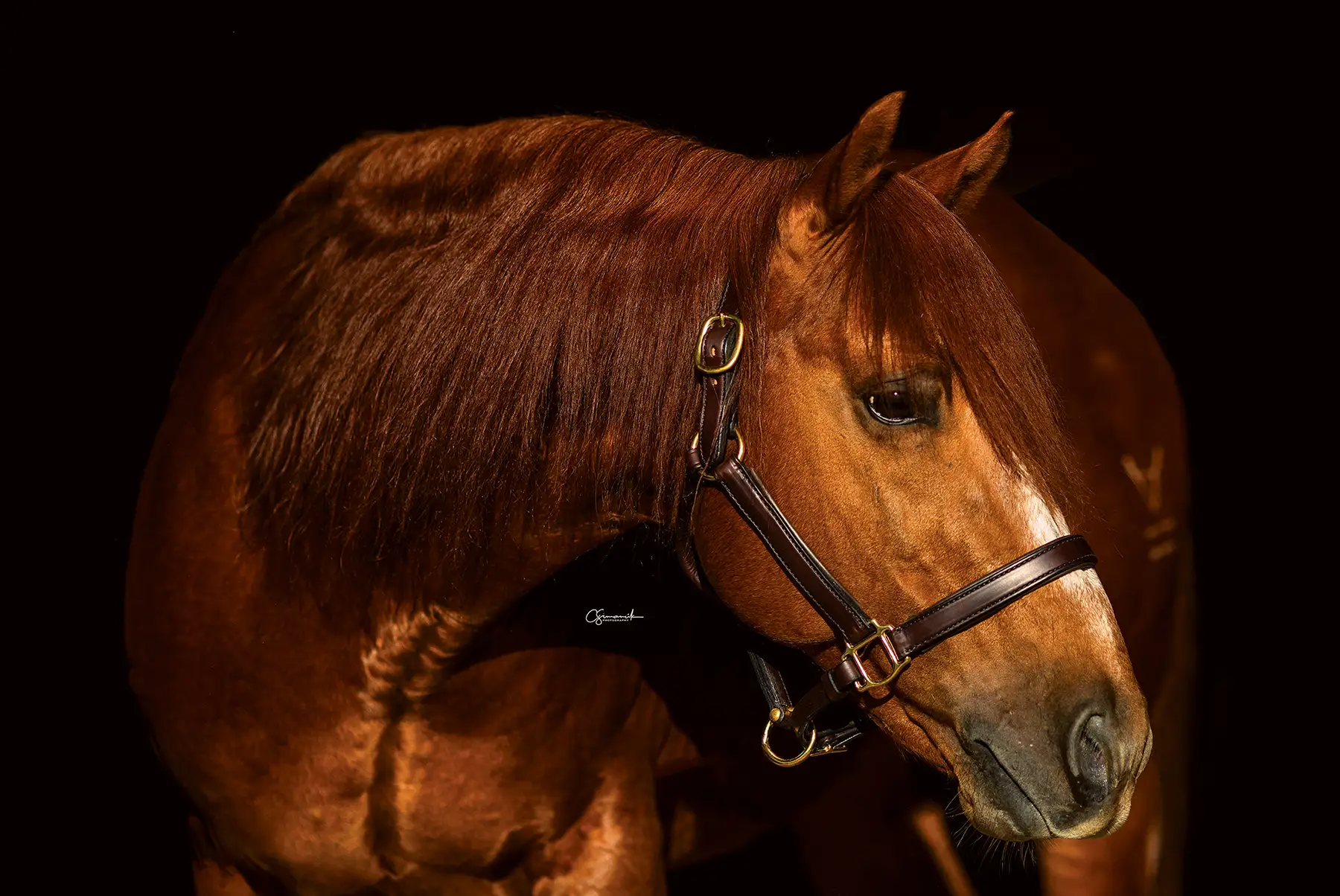 XIT Ranch Acquires Renowned Stallion Kit Kat Sugar