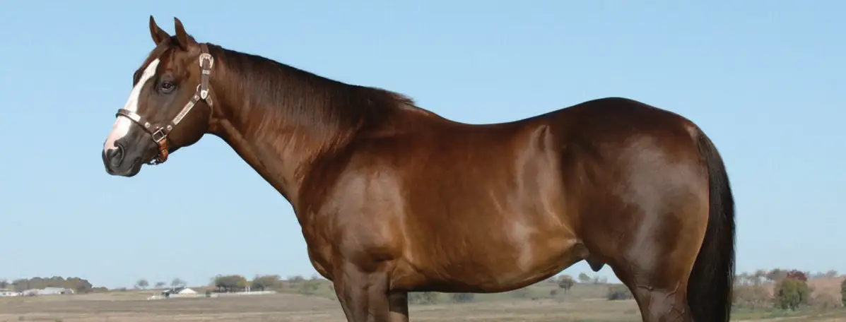 NCHA Open Futurity Champion Dies at 26