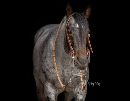 DeeperShadeOfBlue-FrontProfileBridle