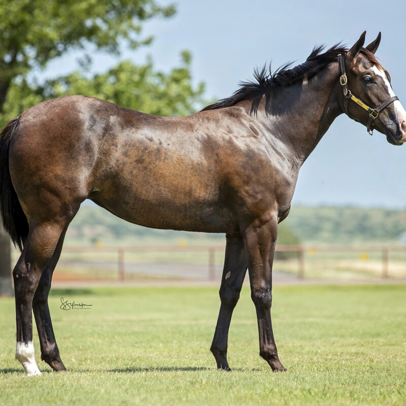 Heritage Place 43rd Annual Quarter Horse Yearling Sale 6666 Ranch