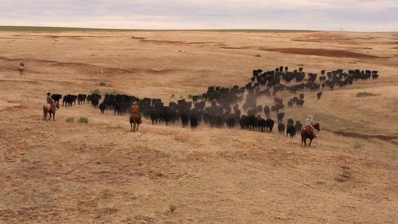 6666 Ranch - Legendary Quarter Horses and Black Angus Cattle